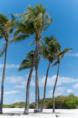 Obraz premium Palm tree on a windy beach