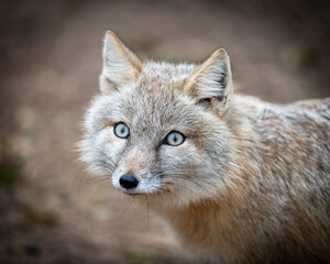 Steppenfuchs, Korsak, Vulpes corsac, Corsax Fox