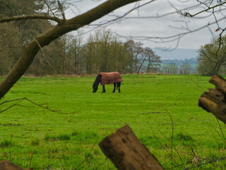 horse in the meadow