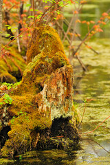 Tree stump in a swamp