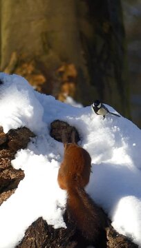 Vertical shot capturing a red squirrel eating something from the snow, with a bird passing by.