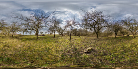 360 hdri in apple garden orchard with clumsy and gnarled branches in equirectangular seamless...