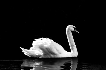 Mute Swan