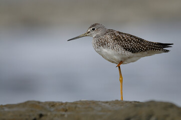Lesser Yellowlegs on a Beach and on one les during autumn migration