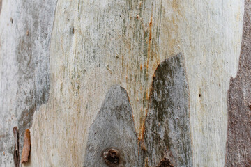 natural background texture, texture, wood, wall, old, grunge, textured, pattern, wooden, rough,...