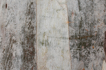 natural background texture, old wood background