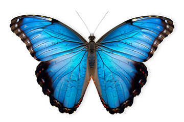 Beautiful Blue Morpho butterfly isolated on a white background with clipping path - obrazy, fototapety, plakaty