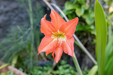 Barbados Lily Flower