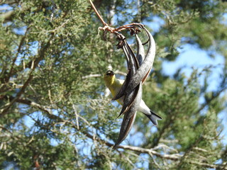 American goldfinch hanging on trumpet vine pods, looking to feed on the seeds within. Bombay Hook National Wildlife Refuge, Kent County, Delaware. 