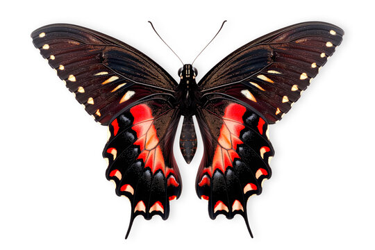 Beautiful Red-bodied Swallowtail butterfly isolated on a white background with clipping path