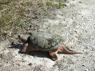 Obraz premium A common snapping turtle living within the wetlands of the Bombay Hook National Wildlife Refuge, Kent County, Delaware.