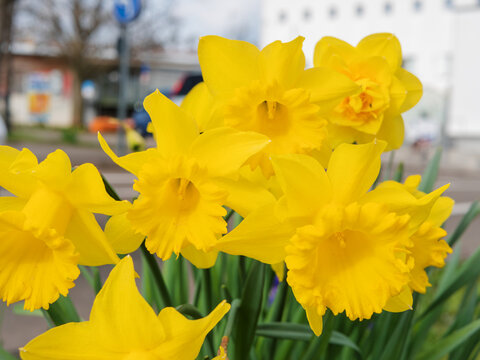Vibrant Yellow Daffodils in Spring