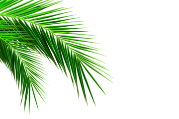 Green coconut palm tree branch isolated over a transparent background. Tropical palm leaf summer and spring design elements. Evergreen plants decoration