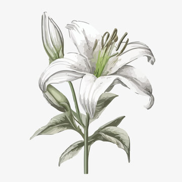 Single hand drawn white lily flower with stem and l