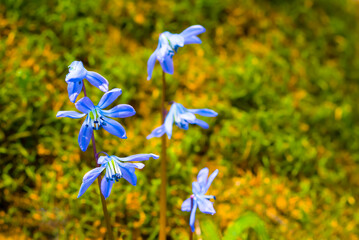 spring forest glade with heap of blue snowdrop flowers