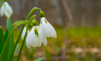 closeup white snowdrop flowers in forest, seasonal outdoor scene