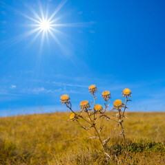 wild flowers among prairie under a sparkle sun
