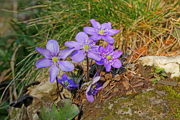 fiori violetti di fegatella (Hepatica trifolia)