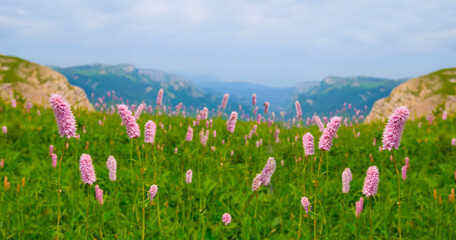 green mountain valley field covered by wild flowers