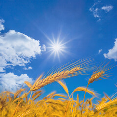 closeup wheat ears in light of sparkle sun