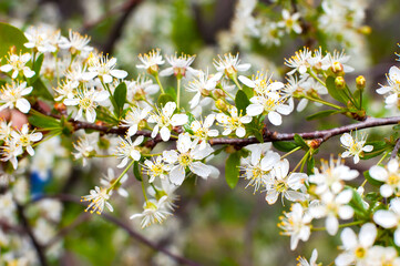 White cherry blossom flowers close-up.