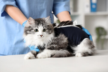 Veterinarian examining cute cat wearing recovery suit after sterilization in vet clinic