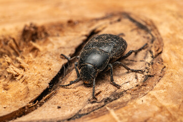 Black beetle on olive wood. Its scientific name is pimelia granulicollis