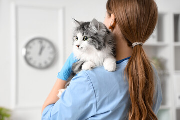 Female veterinarian holding cute cat after sterilization in vet clinic