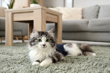 Cute cat wearing recovery suit after sterilization at home