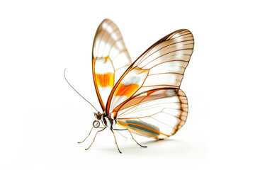 Fototapeta na wymiar Beautiful Glasswing Yellow butterfly isolated on a white background with clipping path