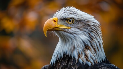 Obraz premium Detailed close-up of a bald eagle, showcasing its sharp gaze against a blurred autumn backdrop