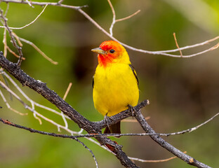 Beautiful male Western Tanager in a spring time Colorado woodland.