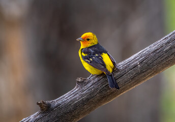 Beautiful male Western Tanager in a spring time Colorado woodland.