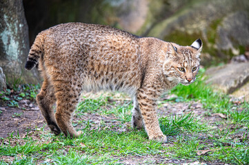 bobcat standing on grass in front of rocks
