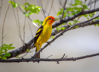 Male Western Tanager in a spring time Colorado forest.