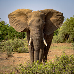 Fototapeta premium Elephant on the grasslands of the Okavango Delta in Botswana