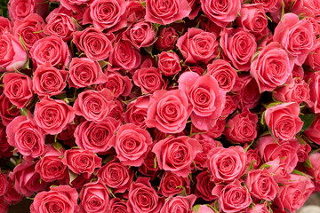Rose background. Pink, red  flowers wall background with amazing roses.   Blooming roses festive background, bouquet floral card. Fresh beautiful roses, top view, flat lay. - 764366039