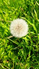 dandelion head