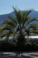 Fototapeta na wymiar A date palm tree in front of the sea, snowcapped mountains in the background
