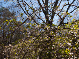 Wild Cherry Tree with Blossoms