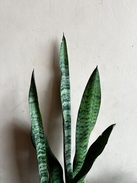 hermosa planta con hojas largas de color verde puntiaguda 