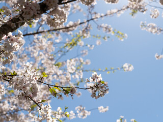 Blue Sky with Wild Cherry Tree with Blossoms 