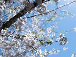 Wild Cherry Tree with Blossoms