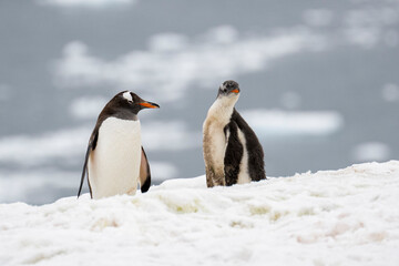 Gentoo penguin with chick on glacier in Antarctica