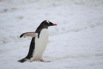 Gentoo penguin walking across glacier in Antarctica