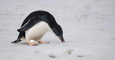 Adele penguin foraging on glacier in Antarctica