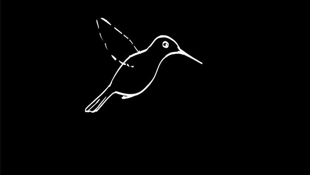 2D Animation motion graphics showing a drawing of a hummingbird flying hovering and flipping over on white screen green screen and black background in 4k ultra-high-definition.