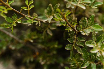 green leaves background and texture in the garden at the morning