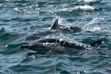Pod of common dolphins in the Pacific Ocean	 - 764375849