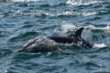 Fototapeta premium Pod of common dolphins in the Pacific Ocean 